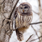 Winter Camouflage