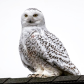 Snowy owls in Toronto 