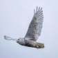 Snowy owls in Toronto 
