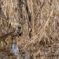 American Bittern in his Element