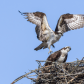 Osprey Love