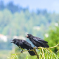 Baby crows