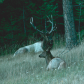 Jasper Elk 