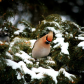 Snow Dance