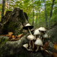 Mushrooms