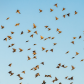 Starlings