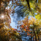 Autumn canopy