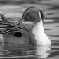 Northern pintail