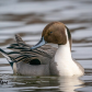 Northern pintail