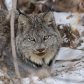 Lynx