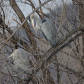 Great Blue Herons