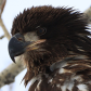 Juvenile Bald Eagle