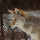 Coyote 