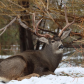 Mule Deer