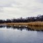 Winter swans