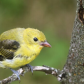 Bright yellow