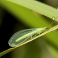 Lacewing