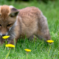 stop and smell the flowers 