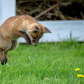 hunting bugs
