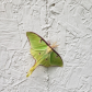 Luna Moth of Sudbury, ON