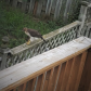 Coopers Hawk terrorizing the backyard