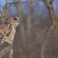 Barred Owl