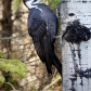 Red-Headed Pileated Girl