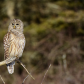 Barred Owl