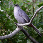 Catbird