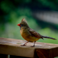 Female Cardinal 