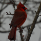 Male Cardinal