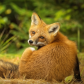 Bashful Red Fox