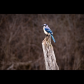 BlueJay