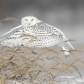 Snowy Owl Glance