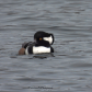 Hooded Merganser