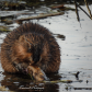 Beaver
