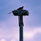 Osprey Nest