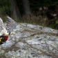 Peregrine Falcon