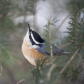 Nuthatch