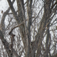 Camouflage Owl 