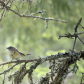 Warbler 