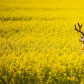 Mule Deer Buck in Canola Fields