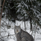 Lynx