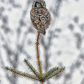northern hawk owl