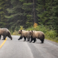 Road Block