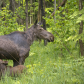 Mother Moose