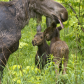 Moose Family
