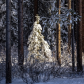 Sunlit Spruce