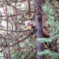 Curious Pine Marten