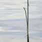 Damselflies